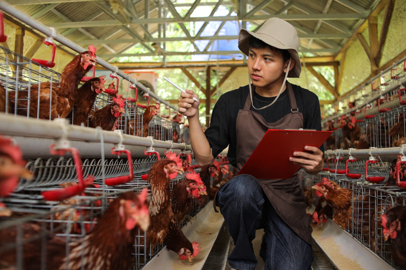 Radnik na farmi pilića / Chicken farm worker